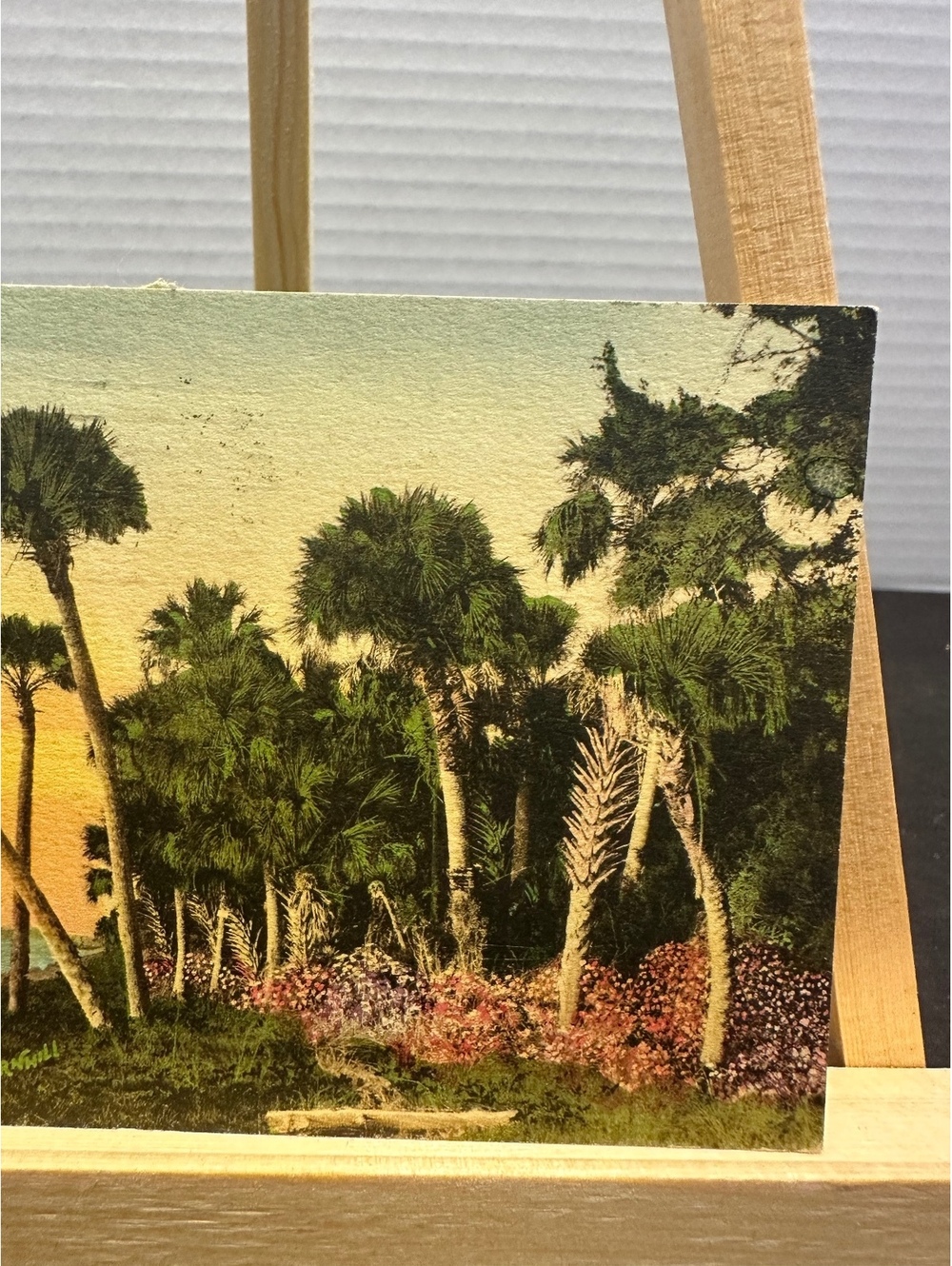 1932 St Petersburg Florida E G Barnhill palm trees vintage postcard - Picture 3 of 4